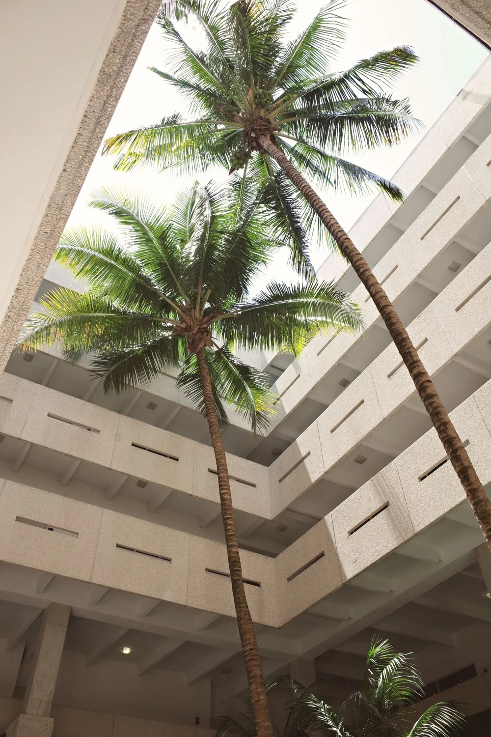 Completed modern architecture and palms in Coral Gables, Florida.